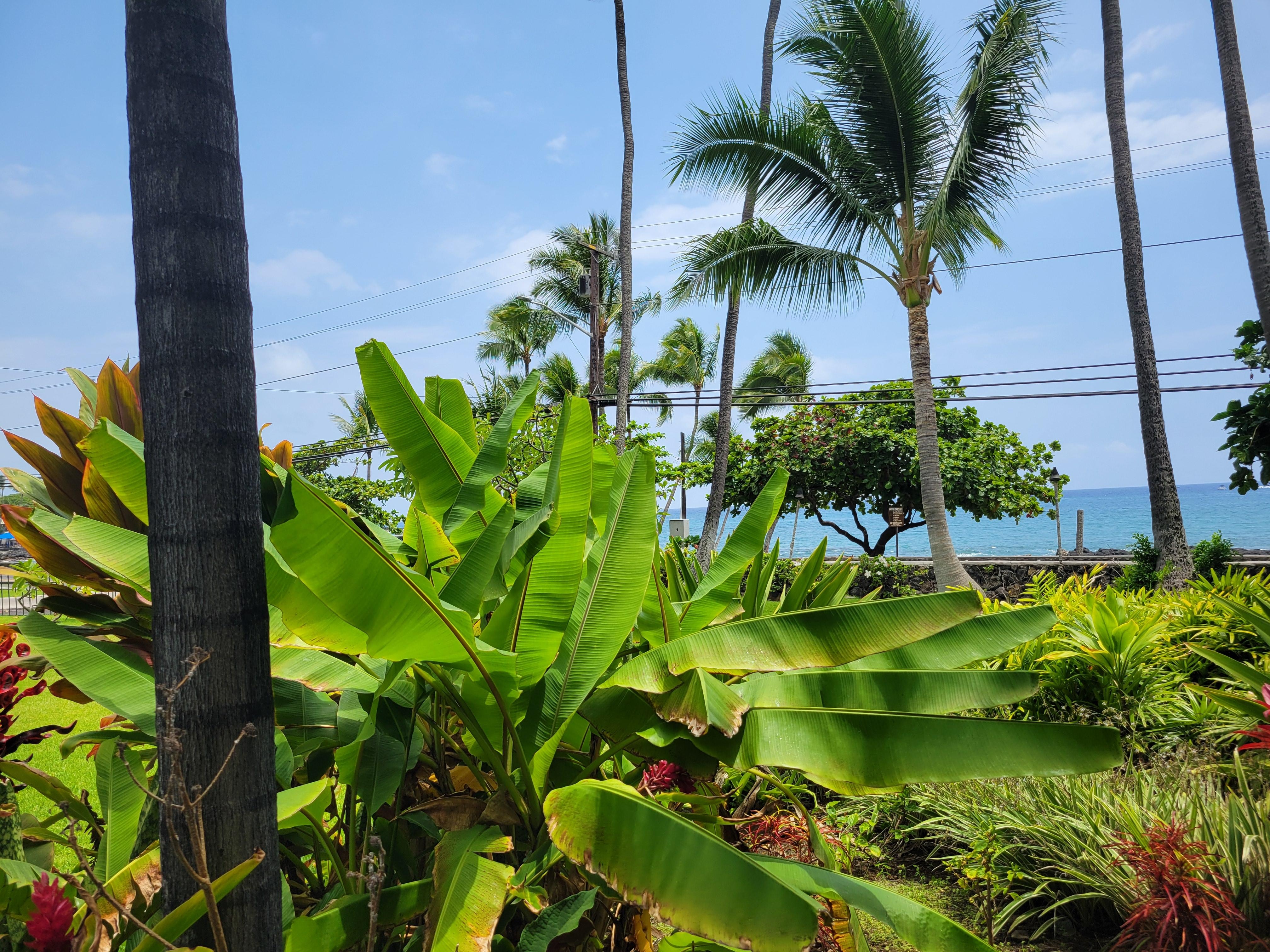 View from the lanai
