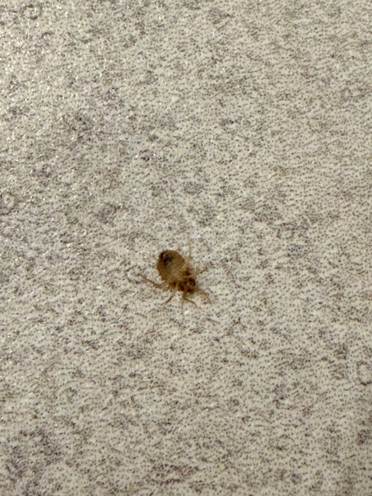 The bed bugs we found