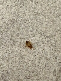 The bed bugs we found