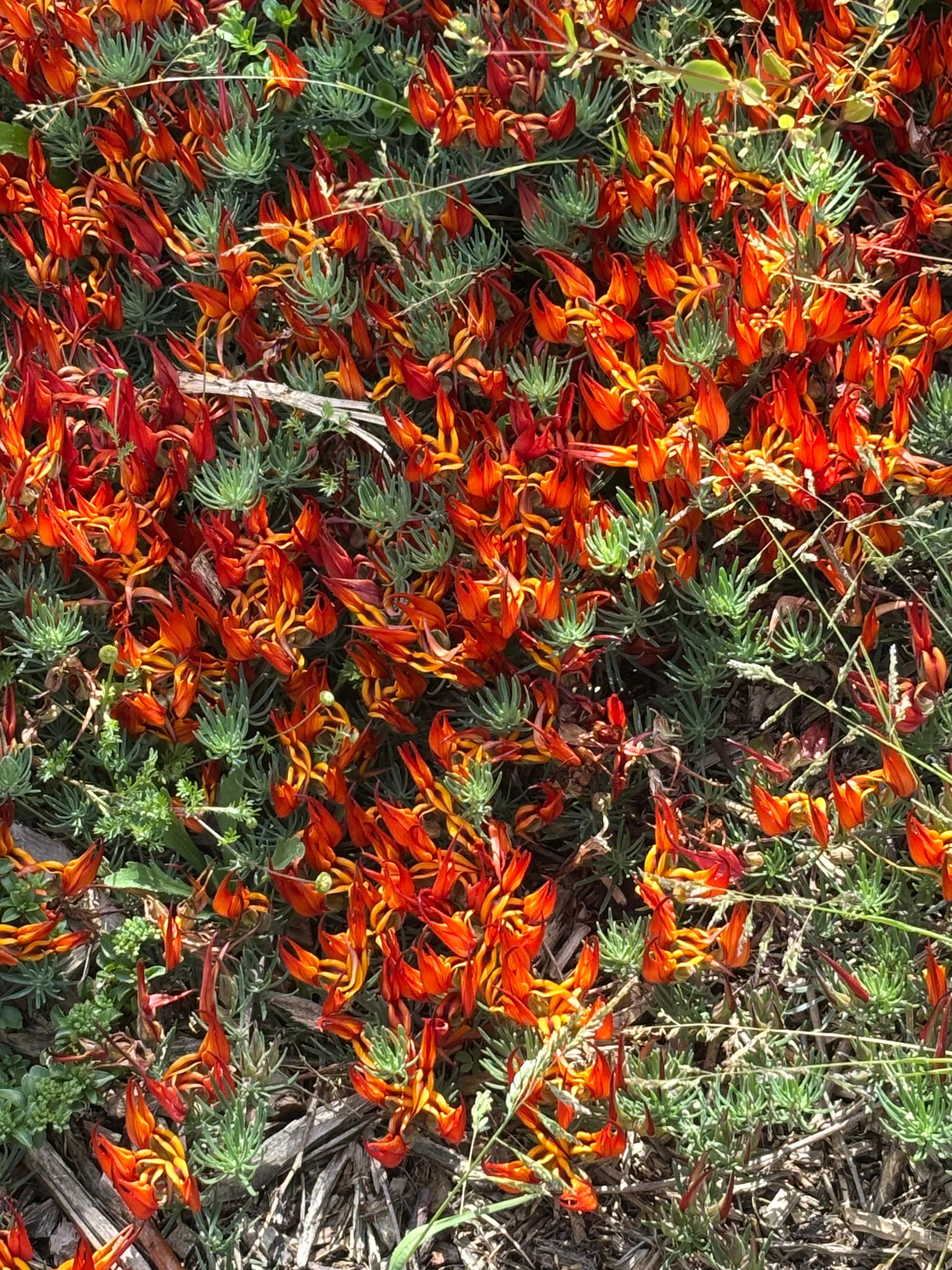 I’ve never seen this ground cover before now, it looks like baby crawfish pinchers 