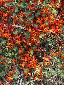 I’ve never seen this ground cover before now, it looks like baby crawfish pinchers