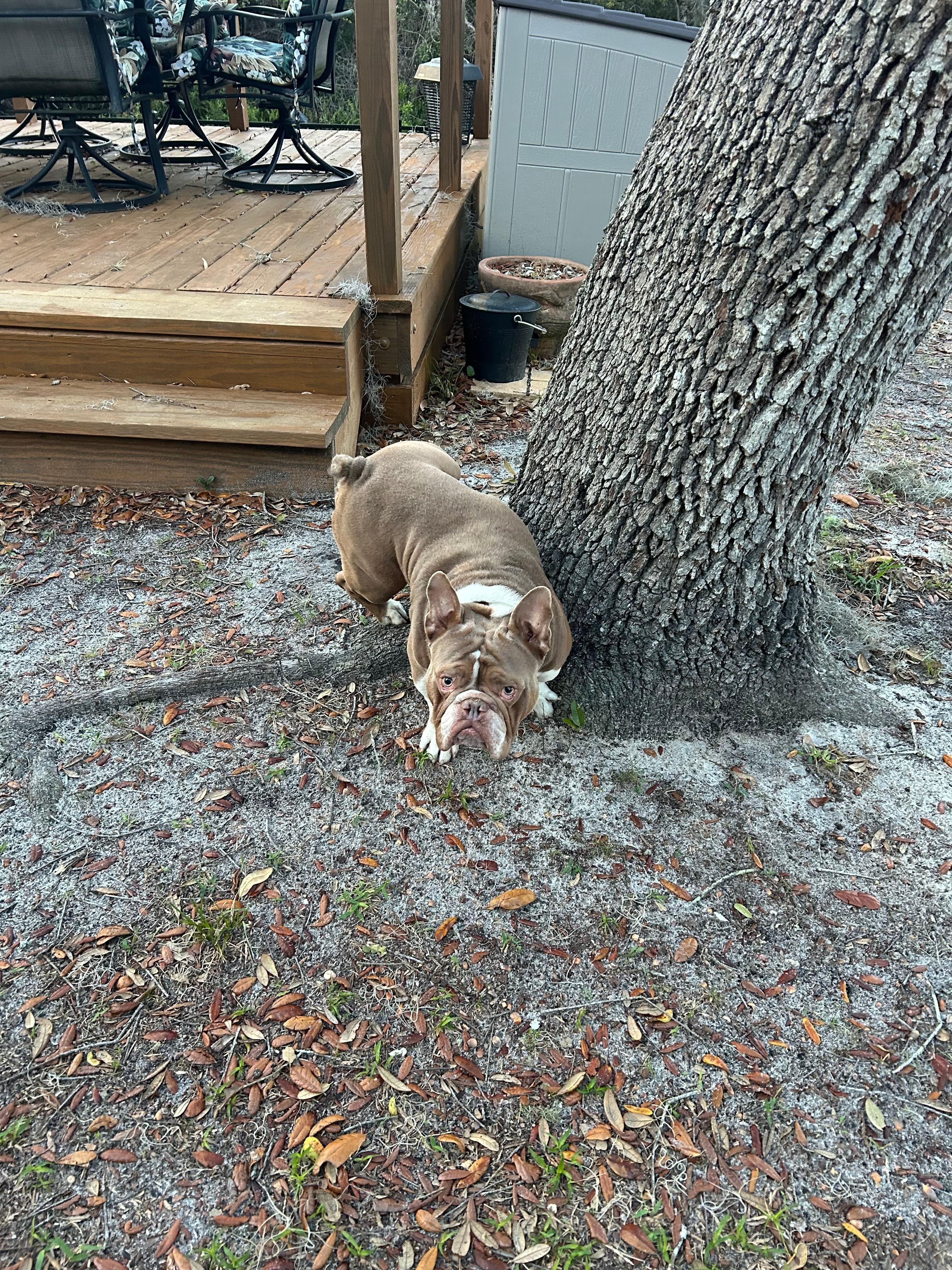 This tree needs pee-mail. 