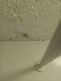 Ceiling damage with mold