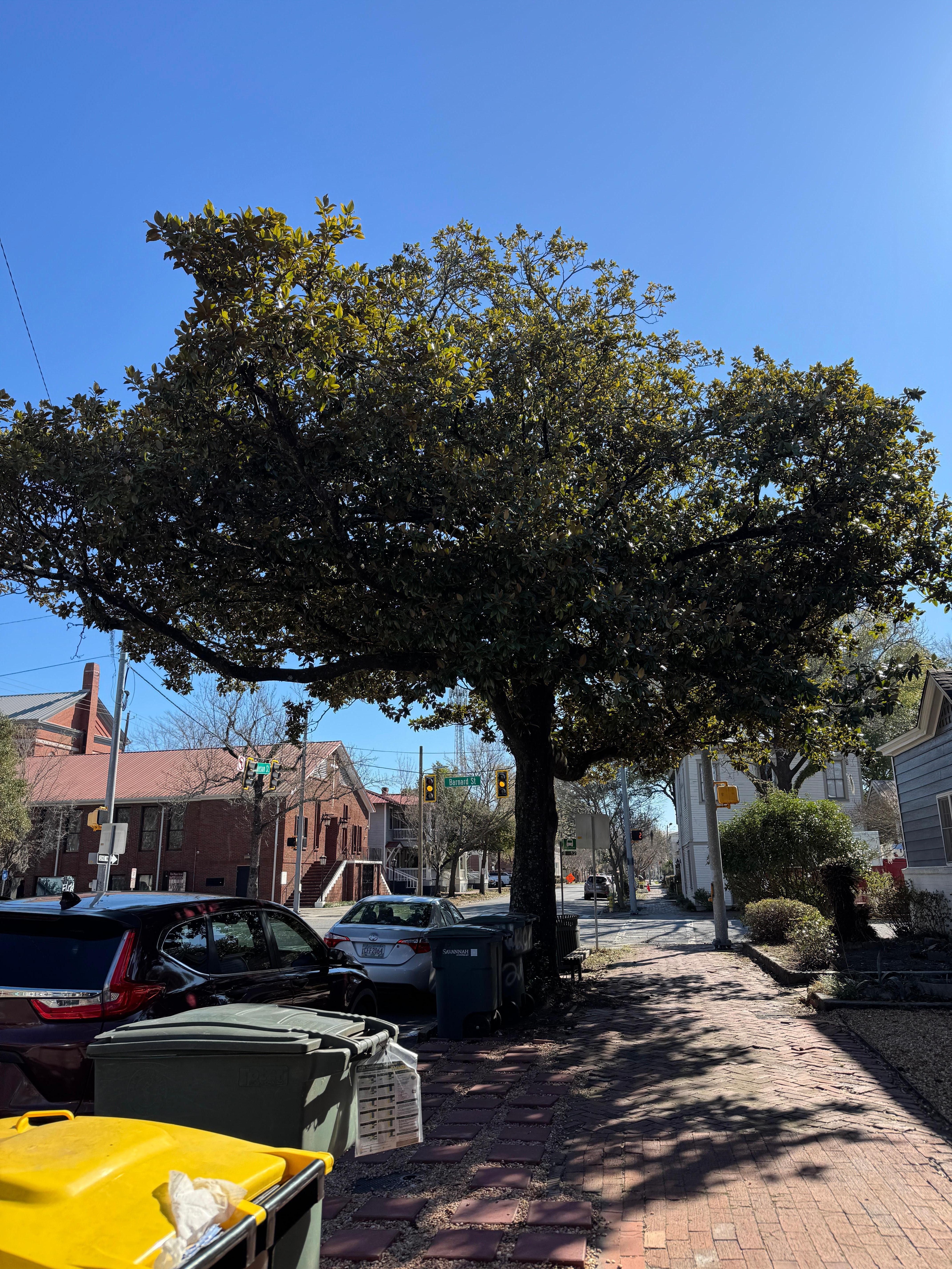 Beautiful Magnolia out front!