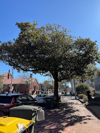 Beautiful Magnolia out front!