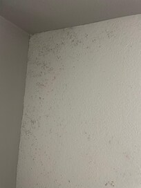 Ceiling mold