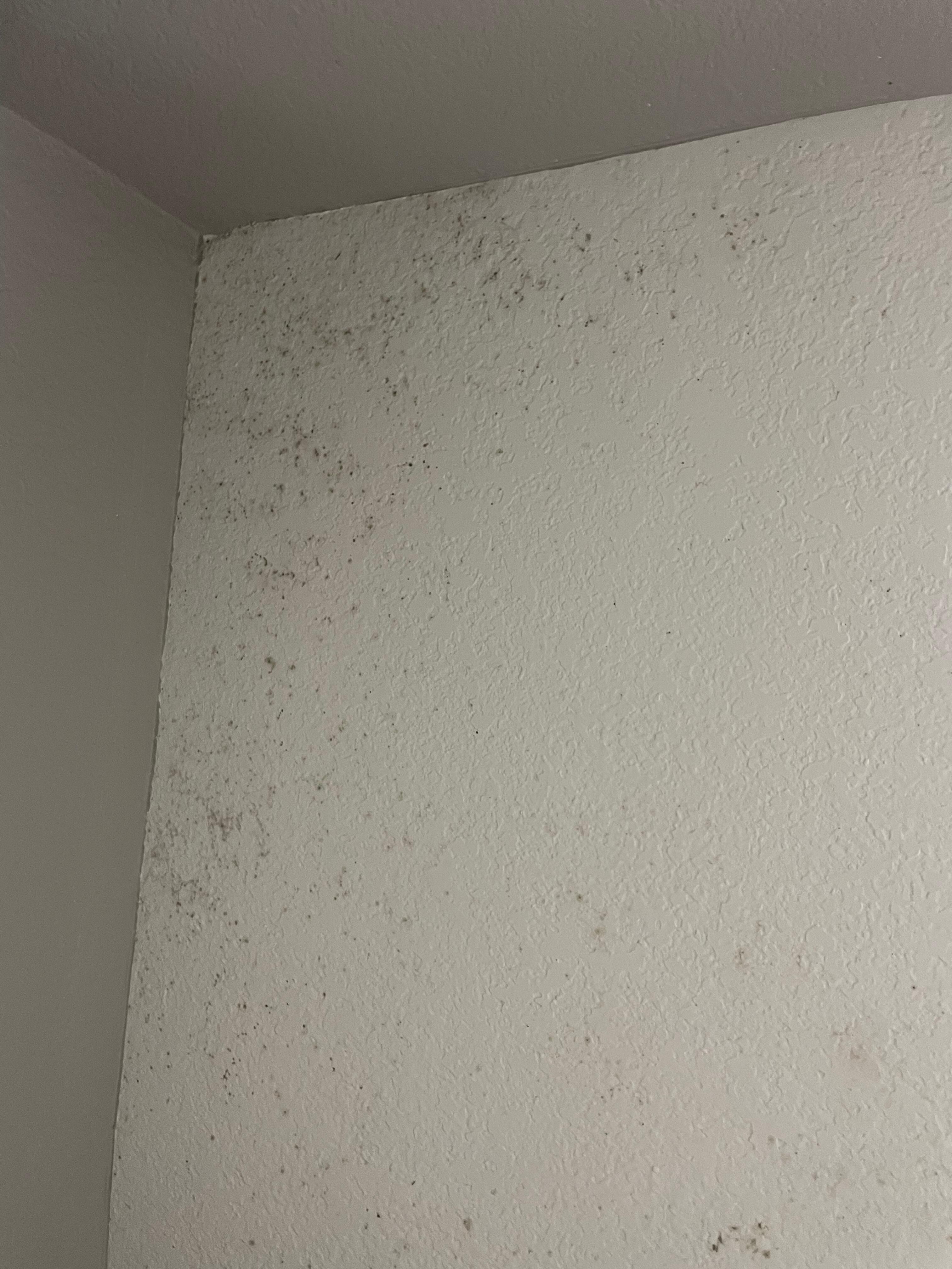 Ceiling mold