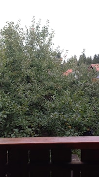 Aussicht vom Balkon