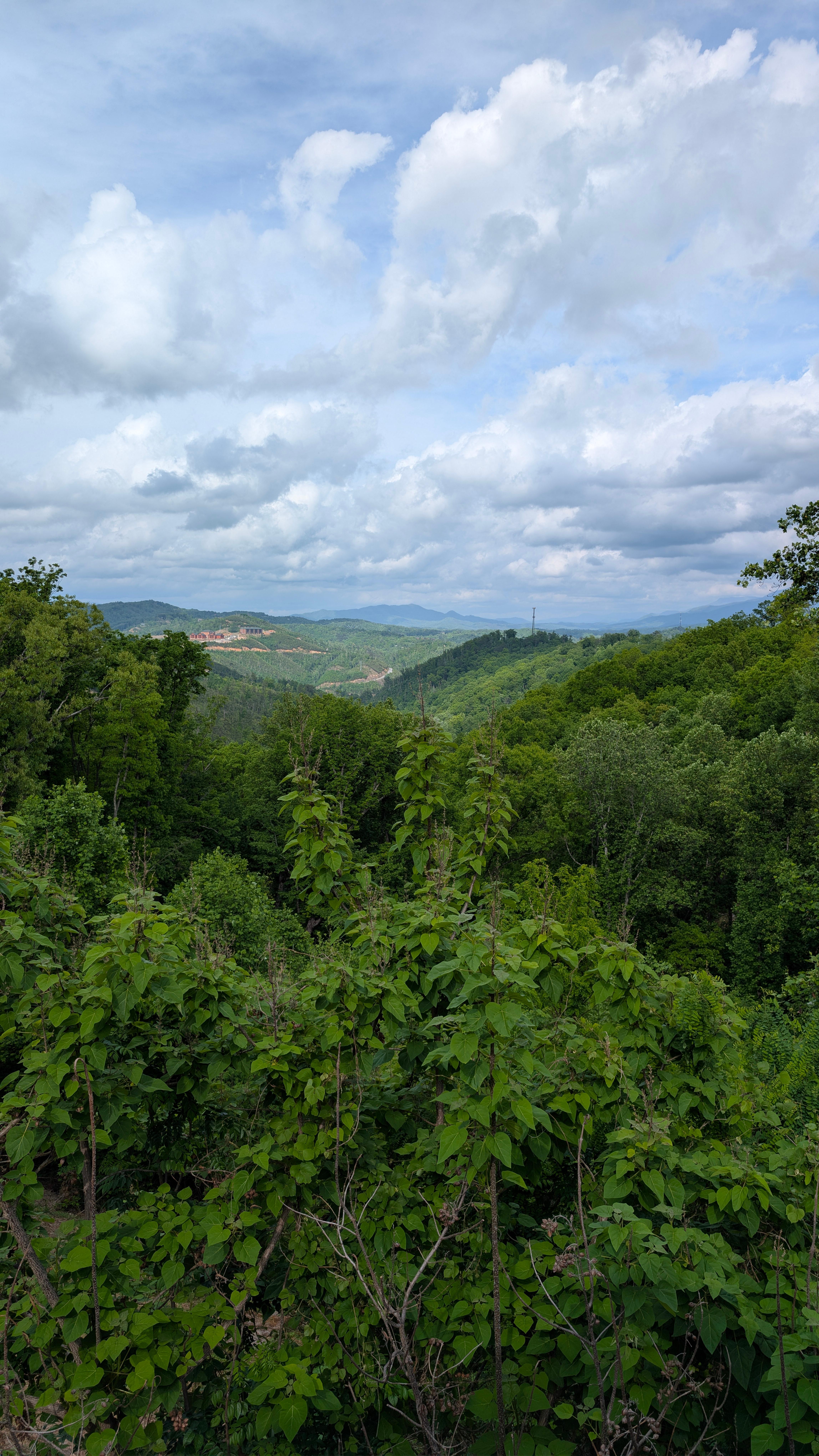The view from deck
