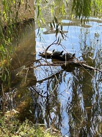 Turtles at the Pond