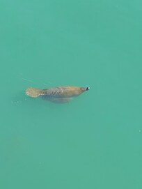 Watched manatees swim by every morning