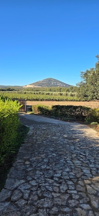 View to the vines.