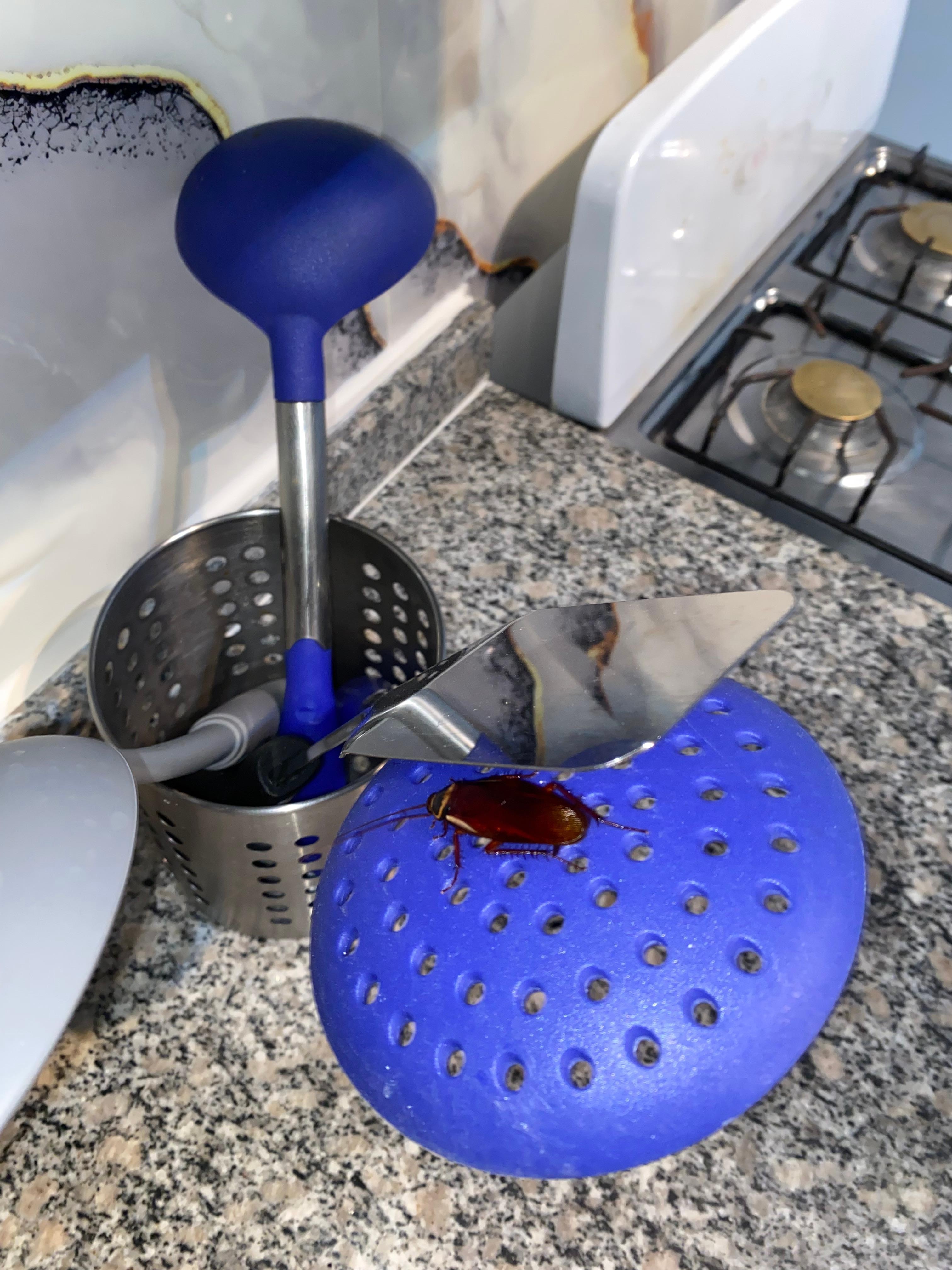 Very large cockroaches 