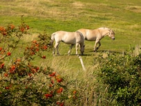 Wiese gegenüber des Hauses