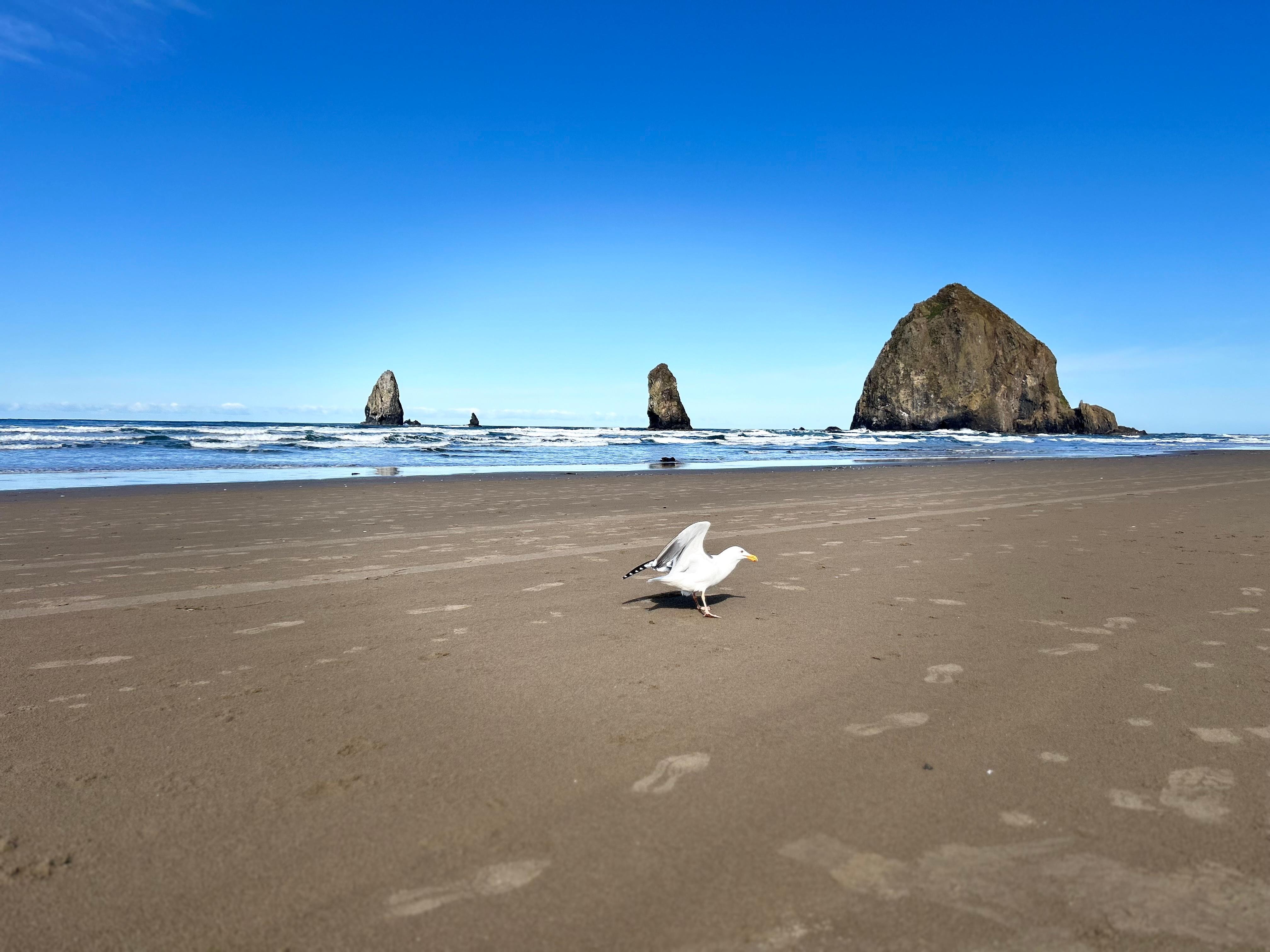 Cannon Beach 