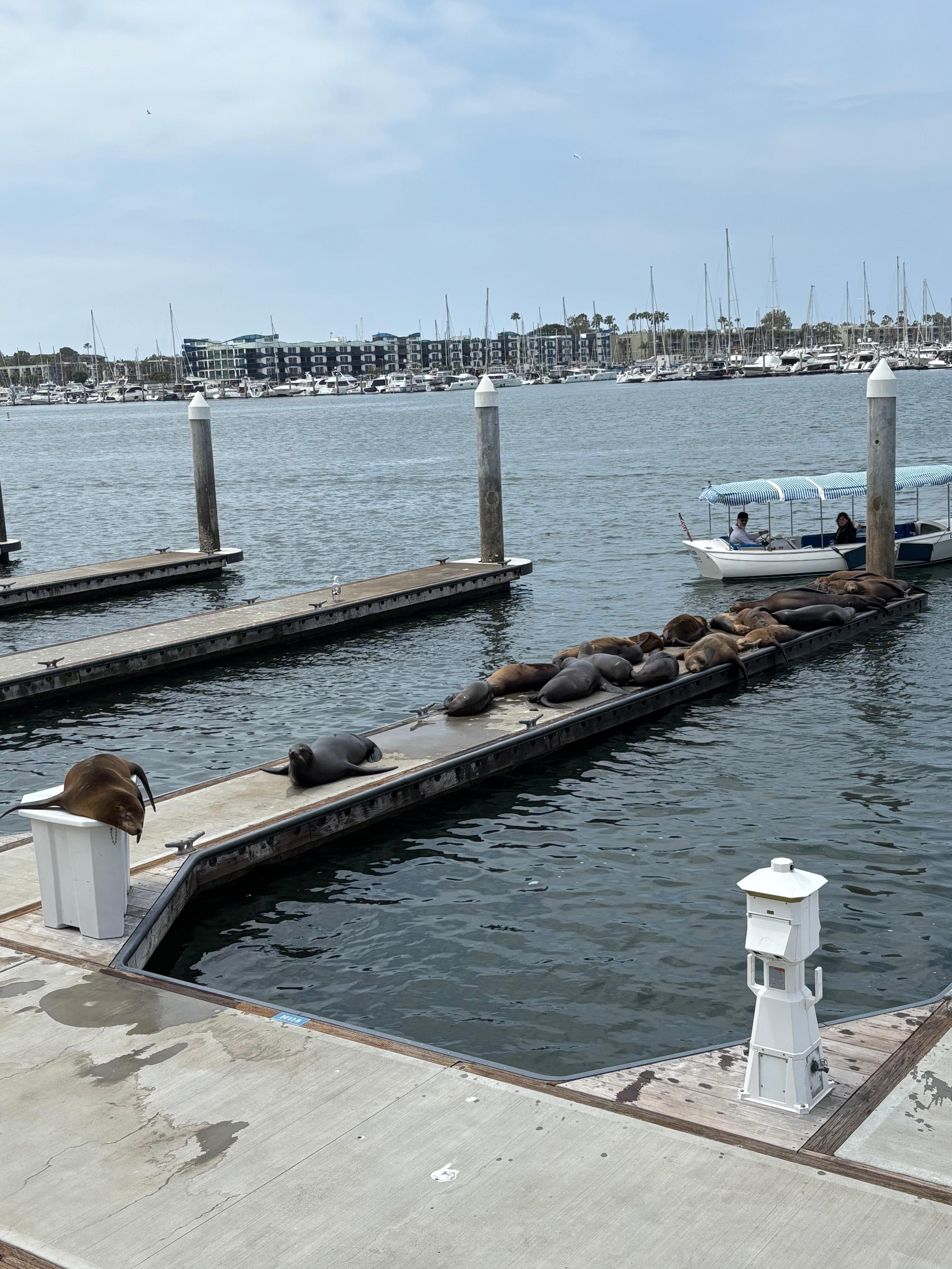Seals near Fisherman’s Village