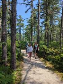 Ossipee Pine Barrens