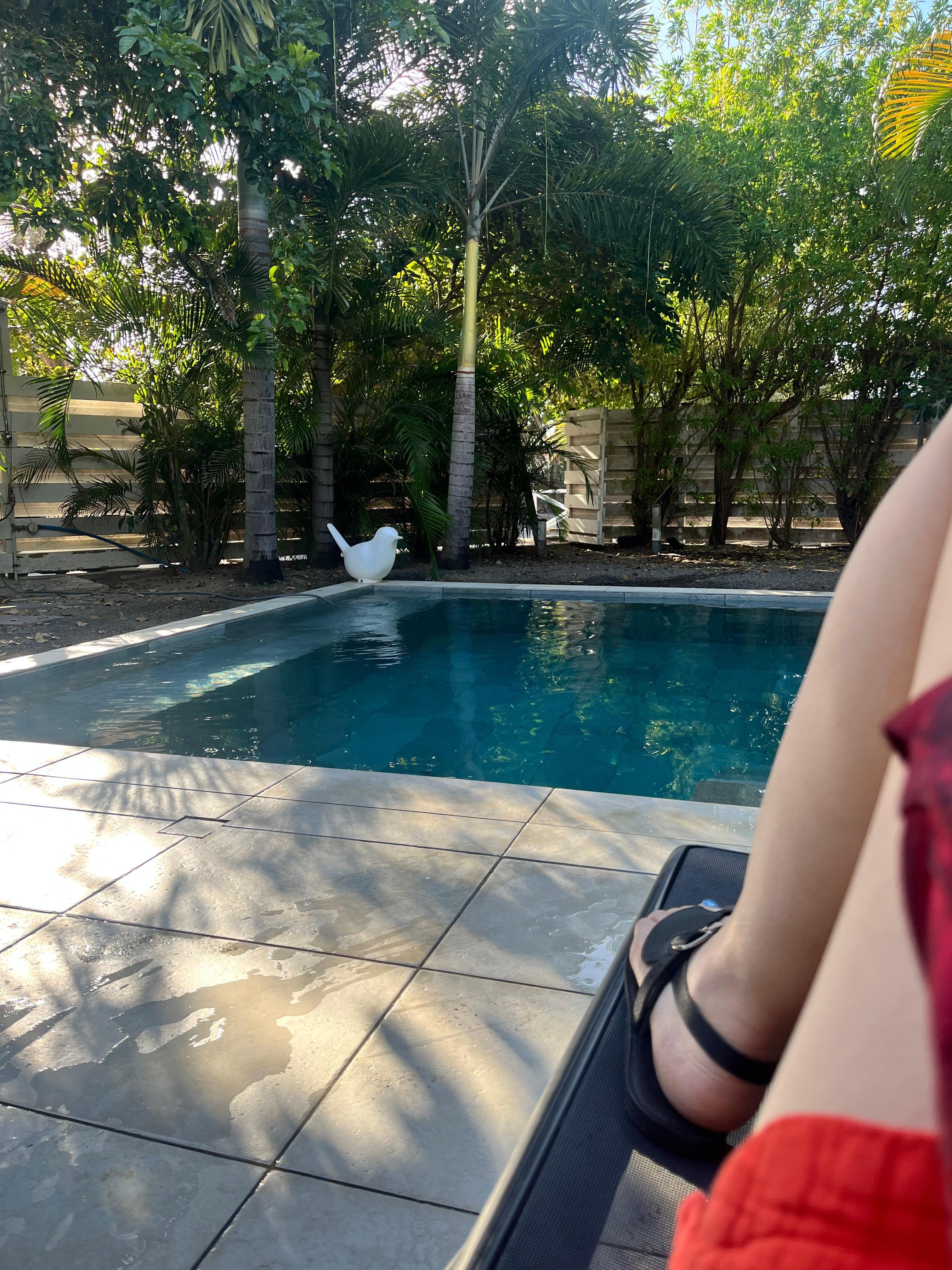 View of the backyard pool from the lounge chair.