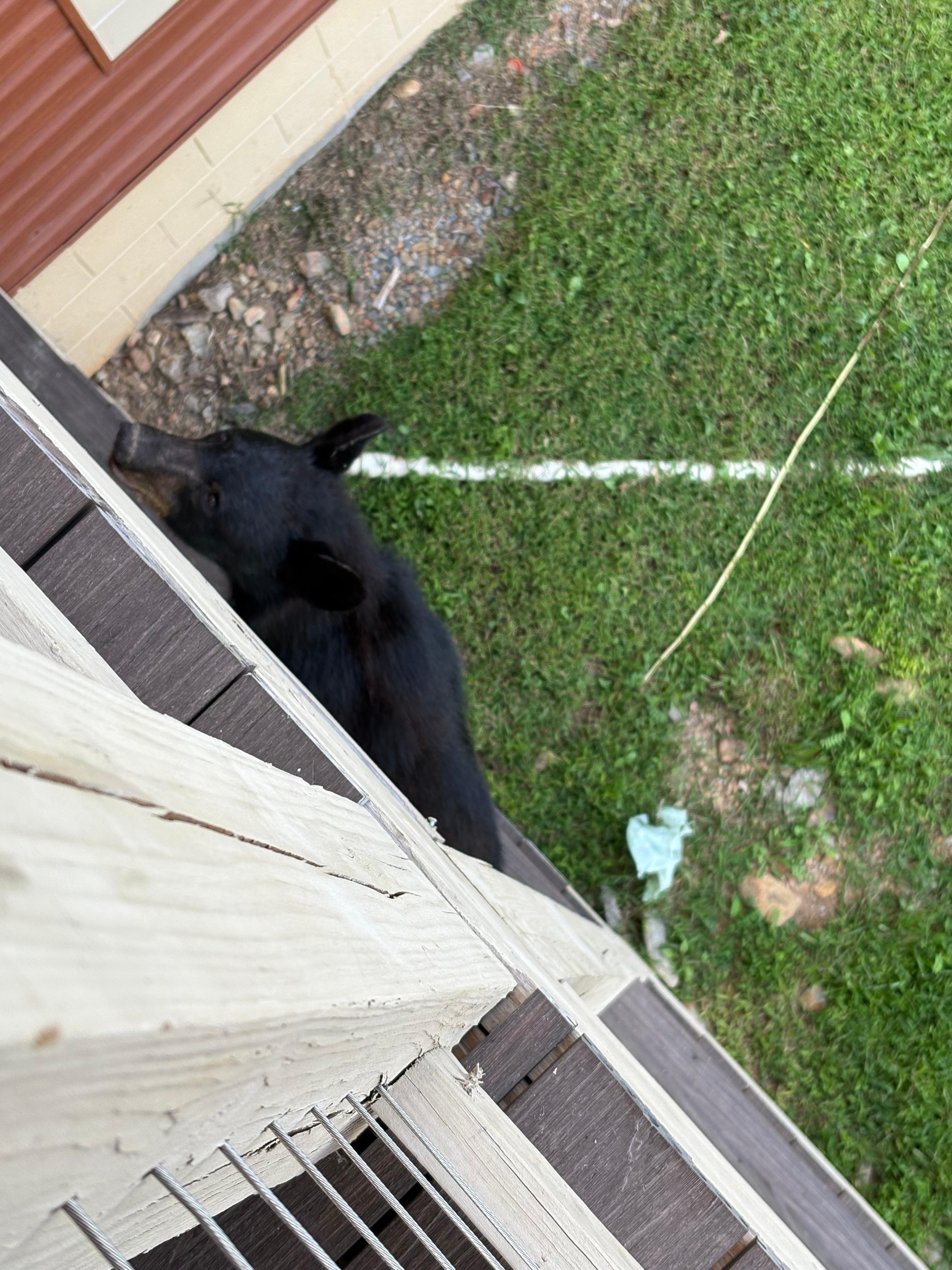 Bear climbing down the post of the house 