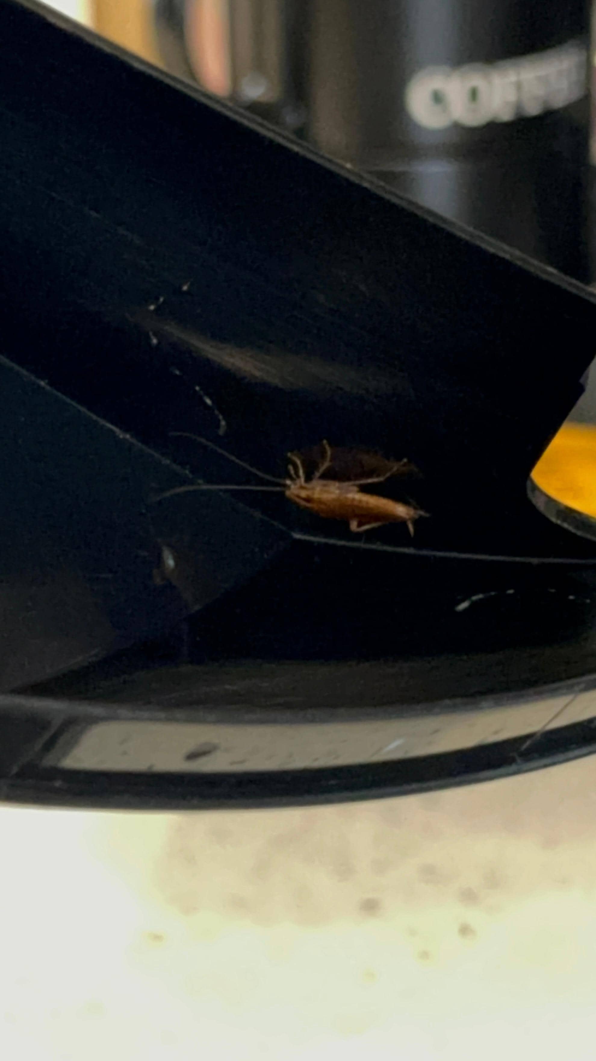 Roaches inside appliances 