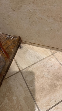 Dried hair in the shower