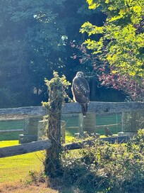 Red-tailed Hawk perched on nearby fence.