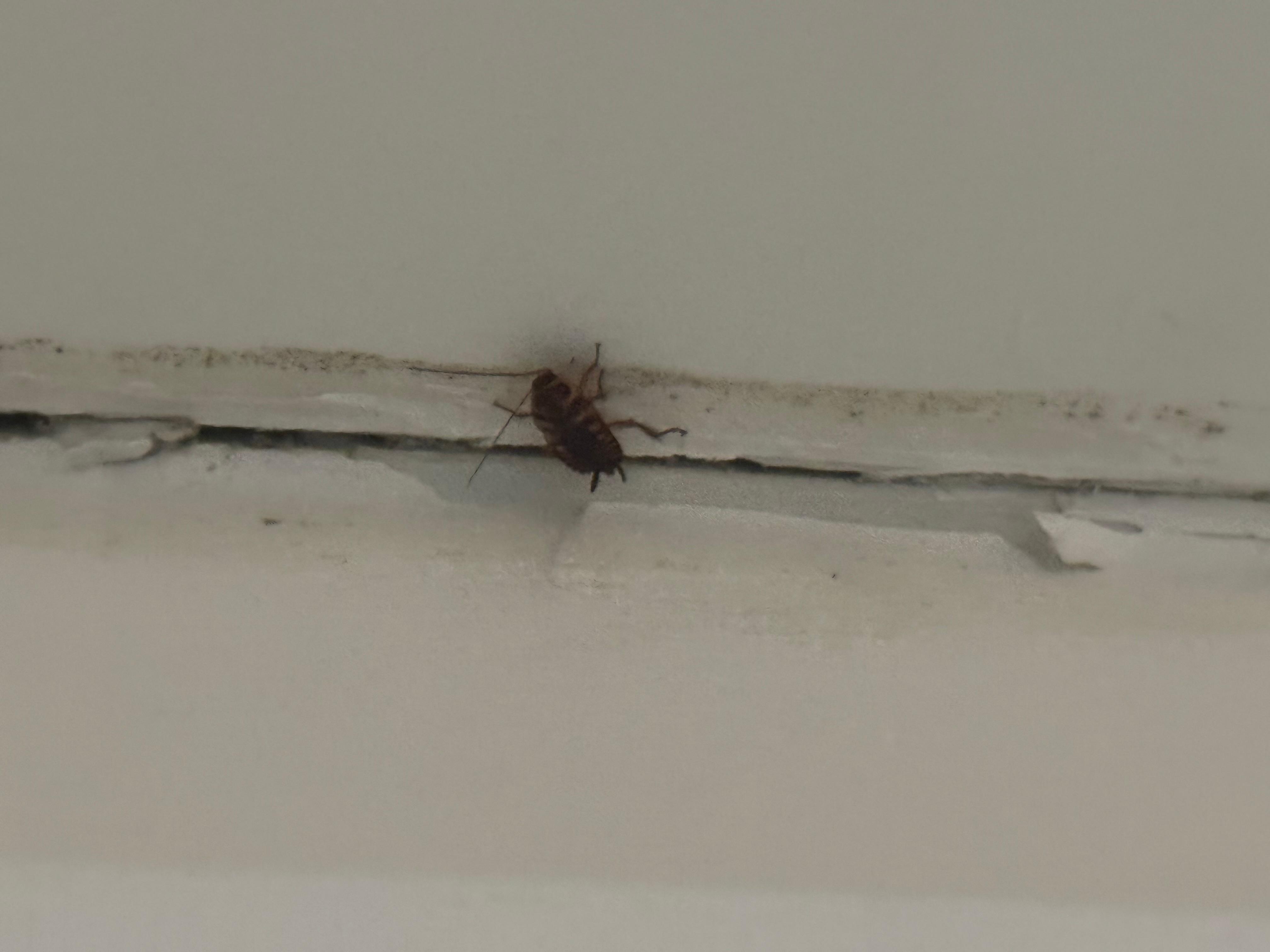 Insect cockroach
