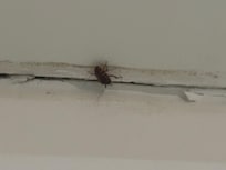 Insect cockroach