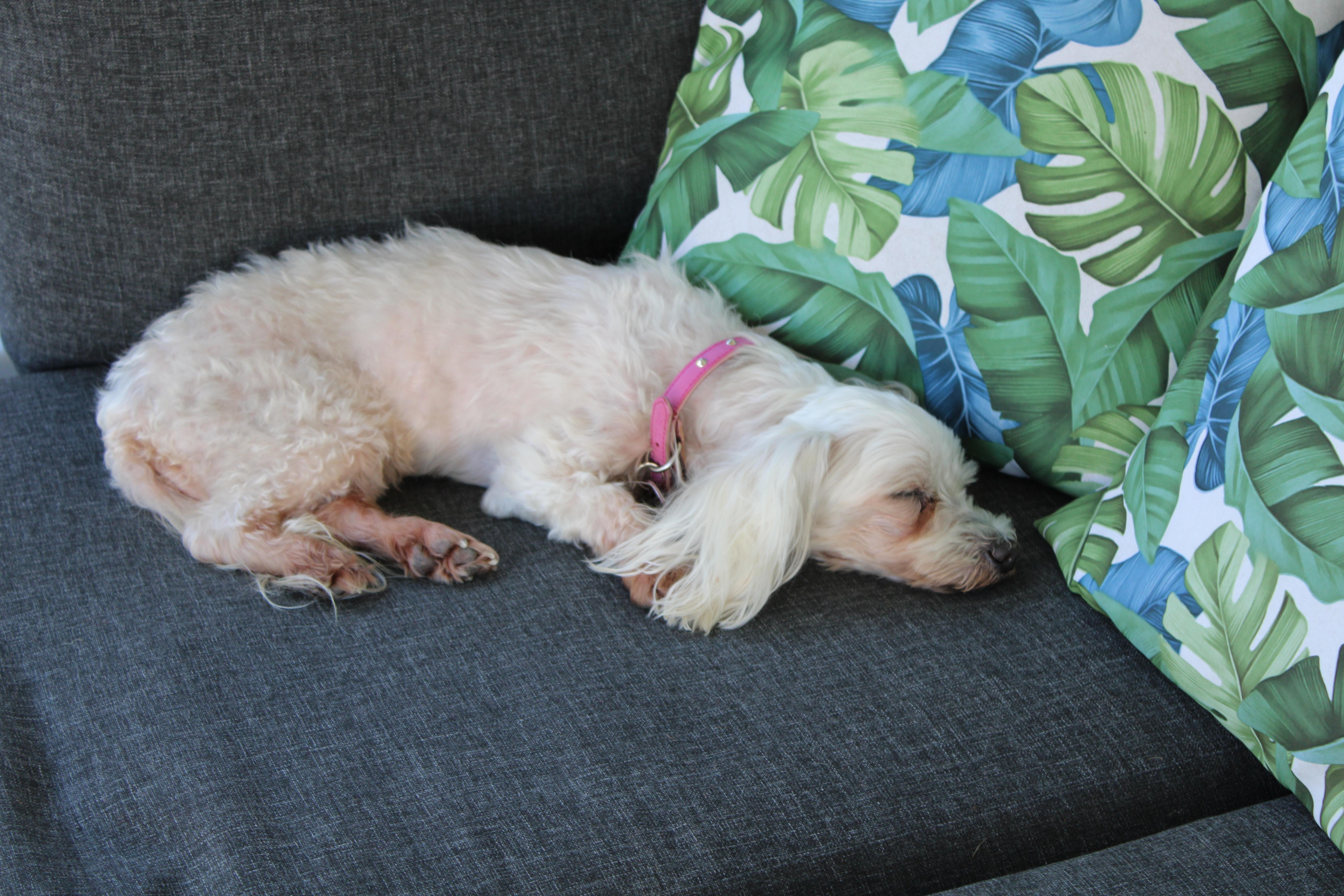 Lola relaxing after sightseeing.