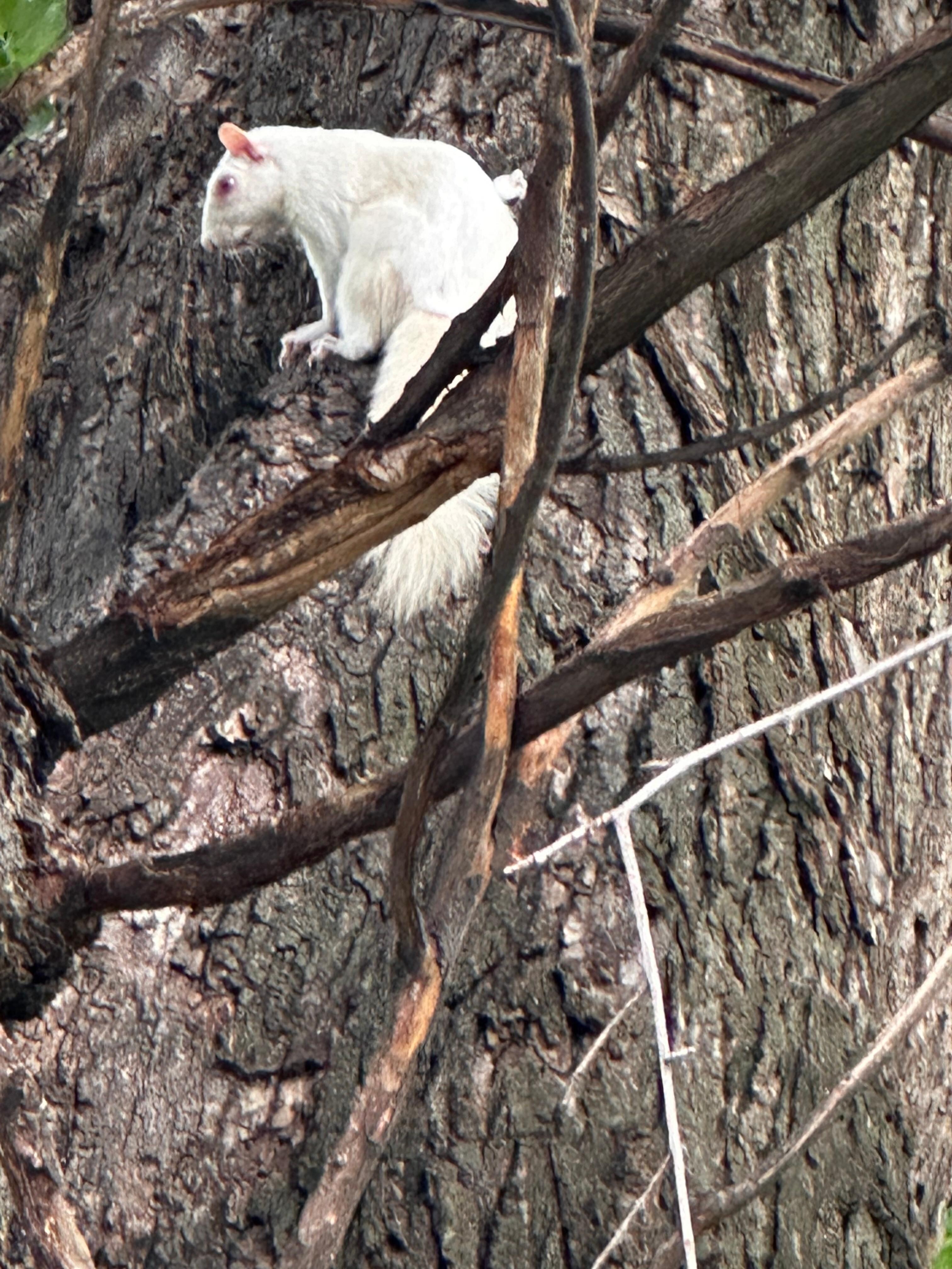 Albino squirrel!