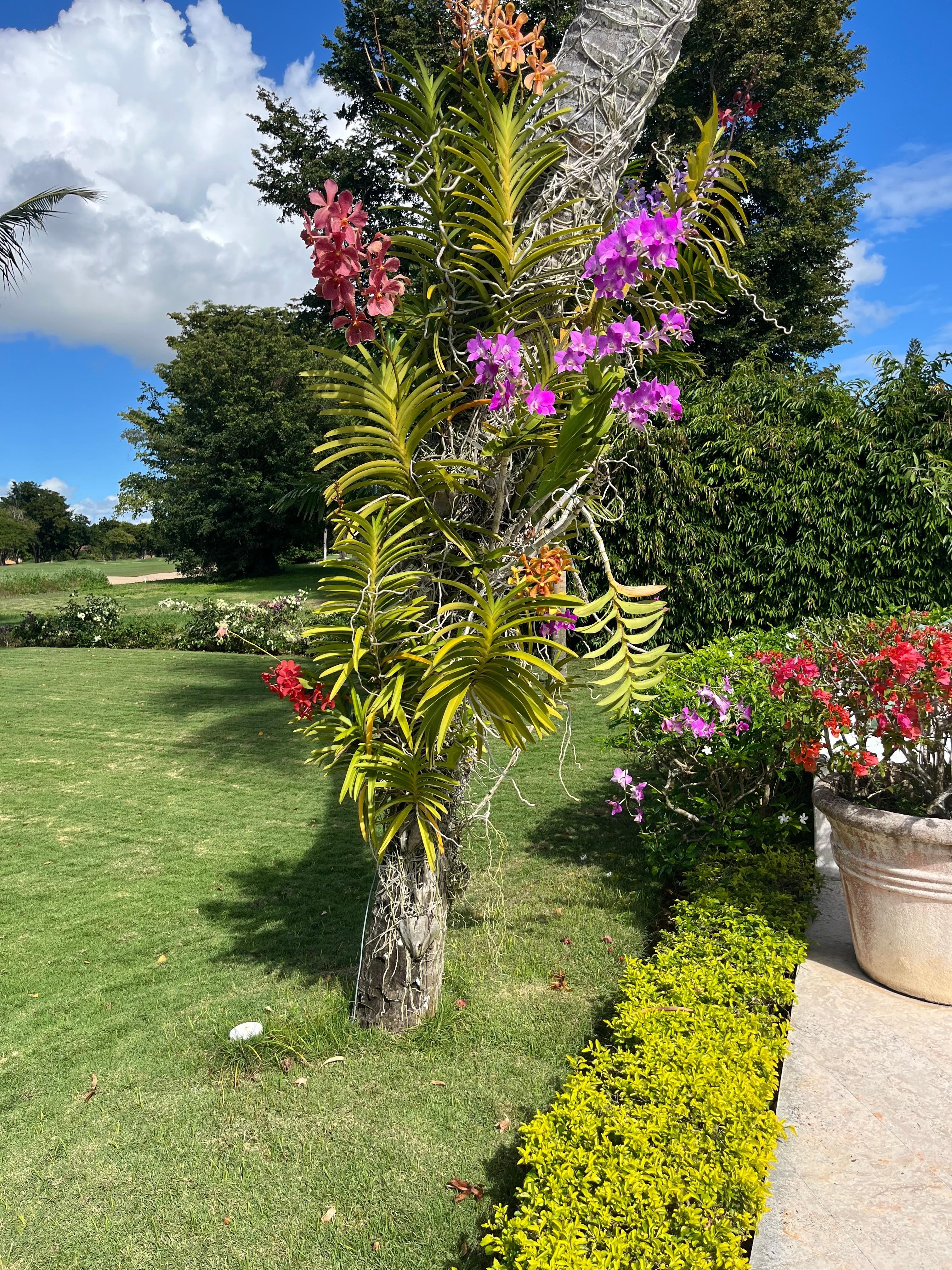 Beautiful landscaping by the pool