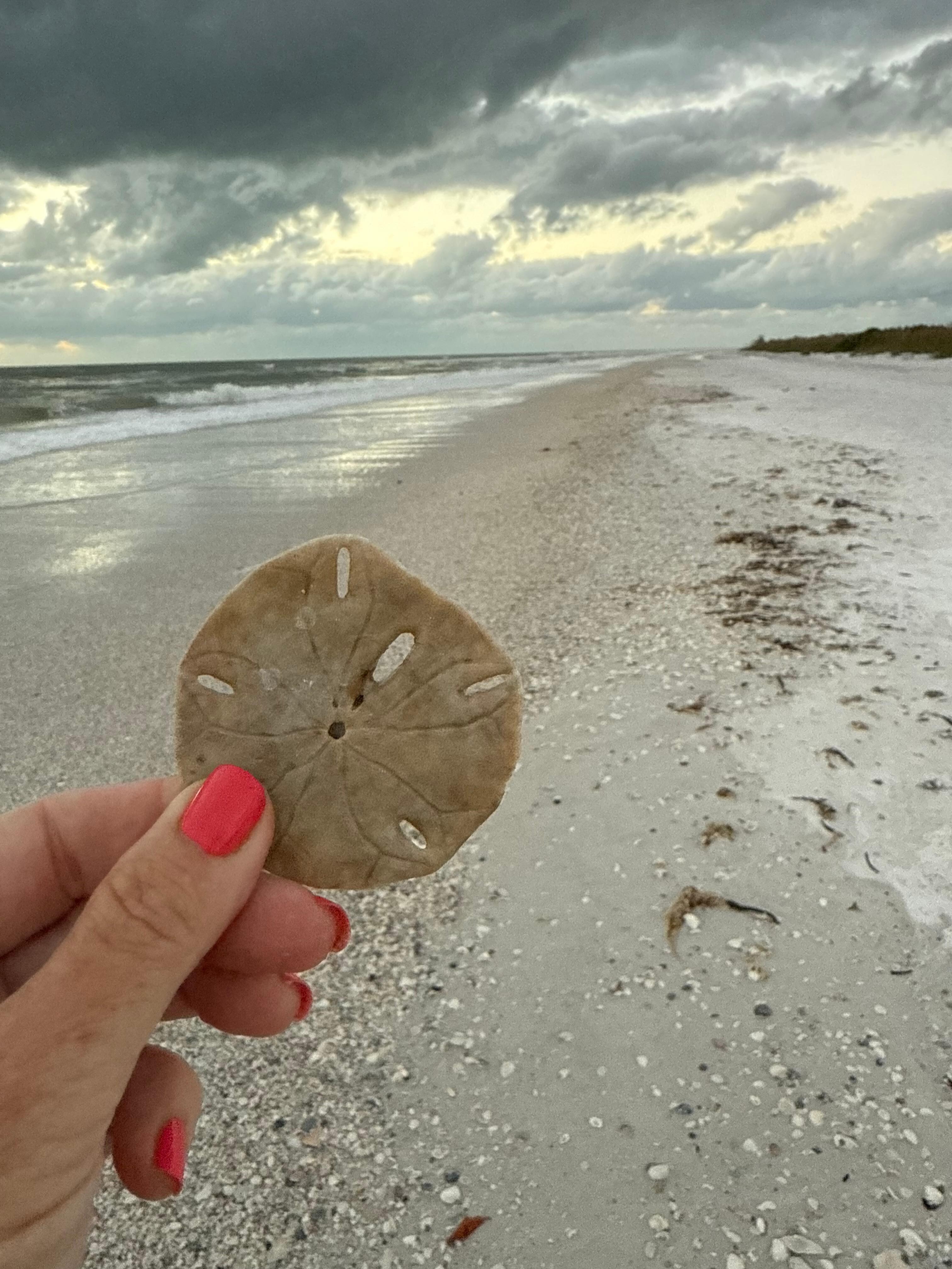 So many shells on the beach. 