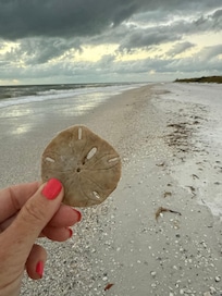 So many shells on the beach.