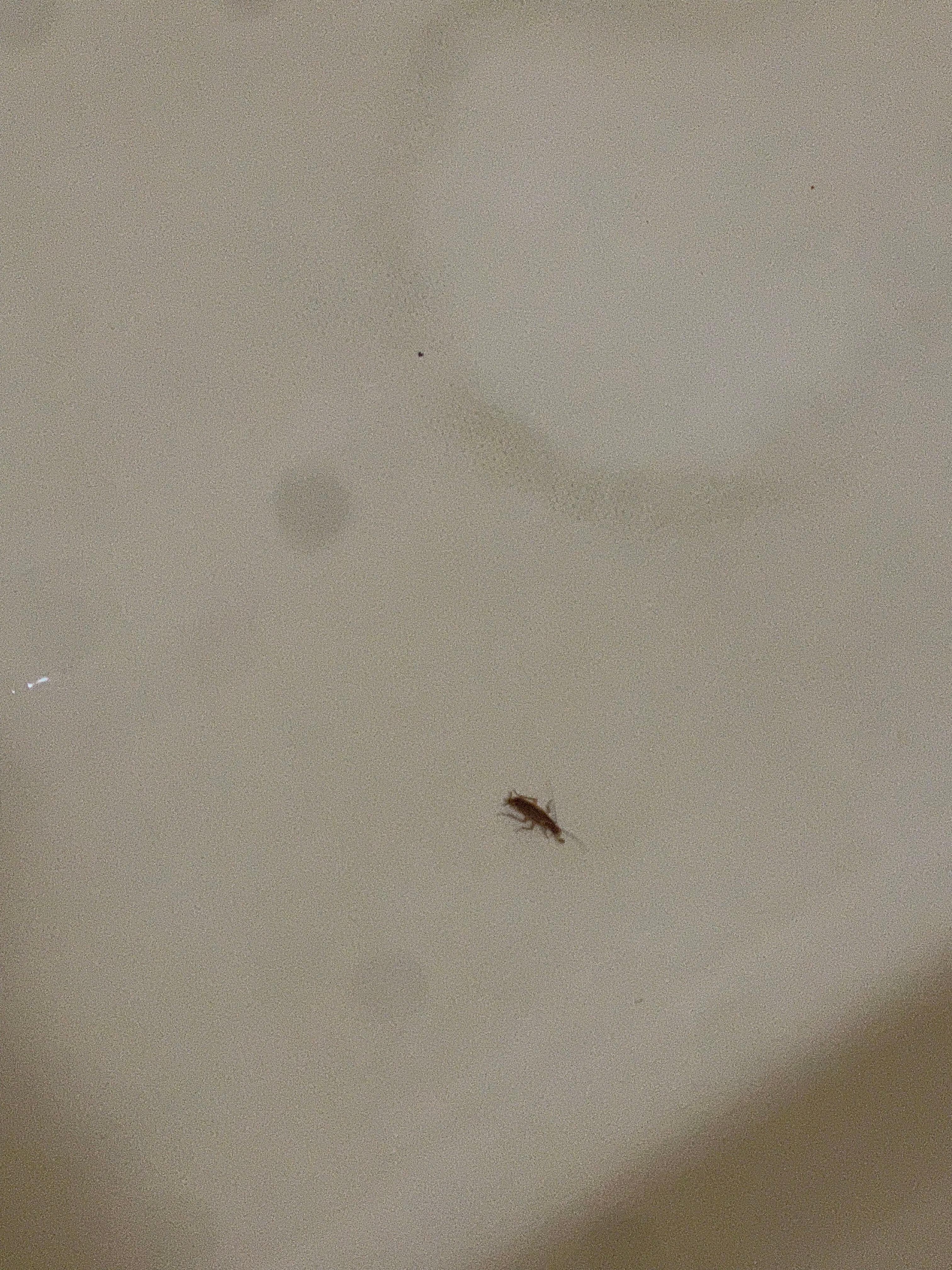 Cockroach in the tub