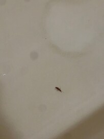 Cockroach in the tub
