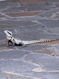 Lizard enjoying the Sun