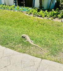 Friendly guest
