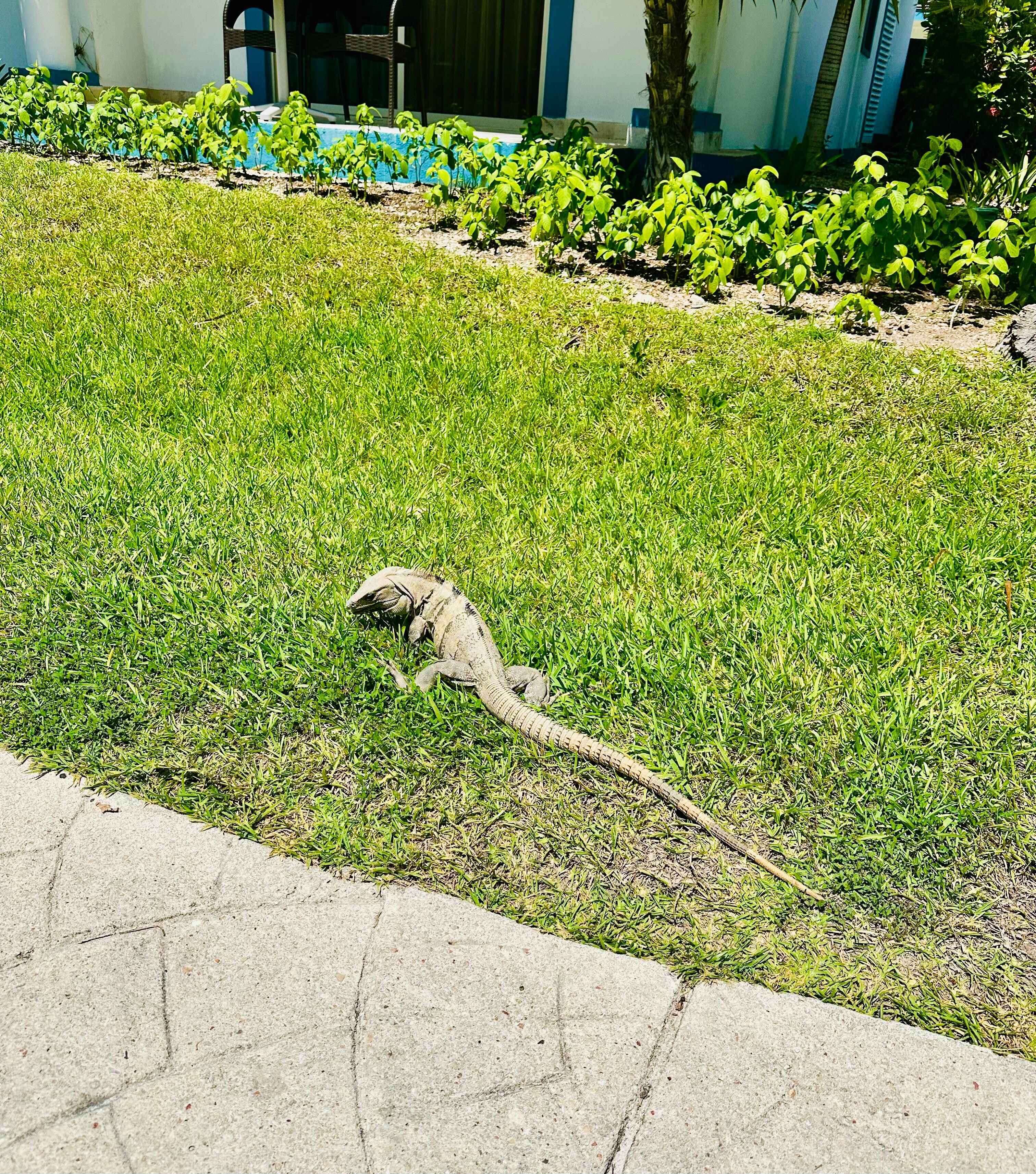 Friendly guest