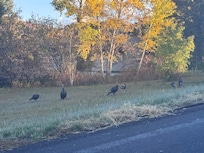 Neighborhood turkeys