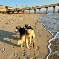 Zeus and Lobo enjoying the beach