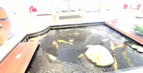 Hotel foyer has a lovely big Koi Carp pond !