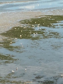 Birds during low tide, view from balcony.