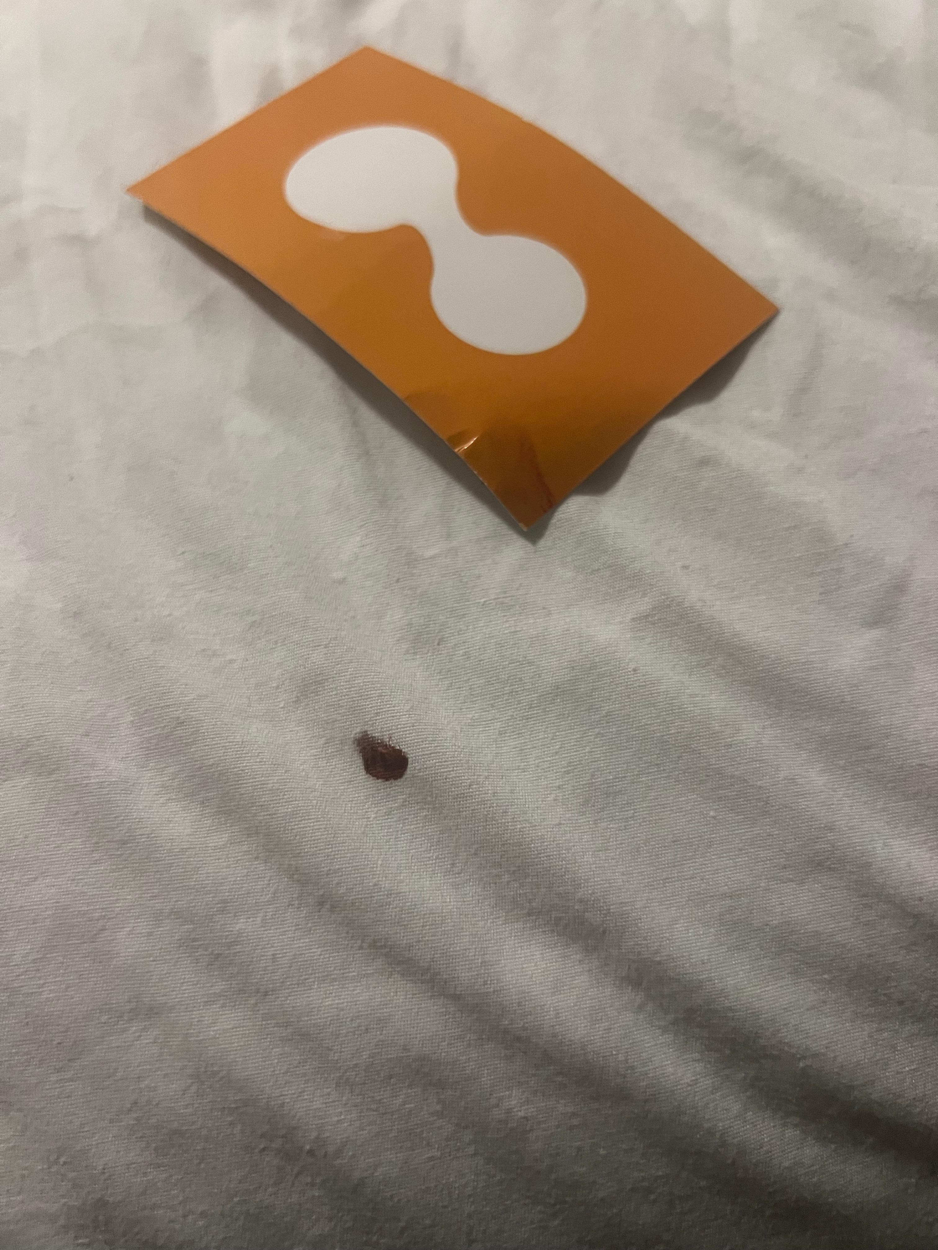Picture of the bed sheet with the blood of the bed bug and the card I killed the bed bug with.