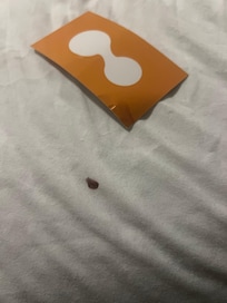Picture of the bed sheet with the blood of the bed bug and the card I killed the bed bug with.