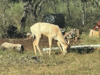 exotic animals just beyond our cabin
