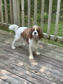Tucker loved the creek