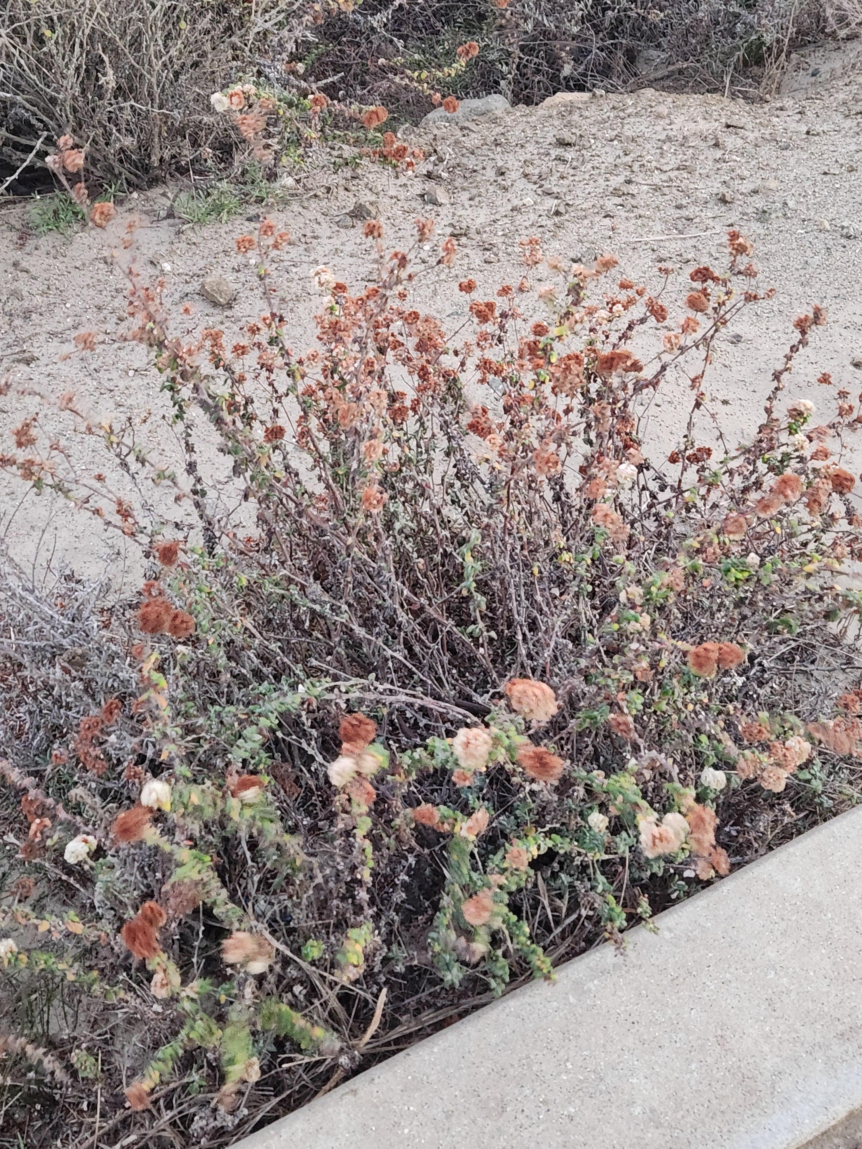 The array of these Wild flowers are beautiful!