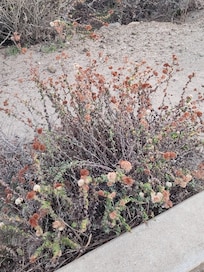 The array of these Wild flowers are beautiful!