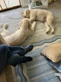 Brought a gate to let the girls see outside