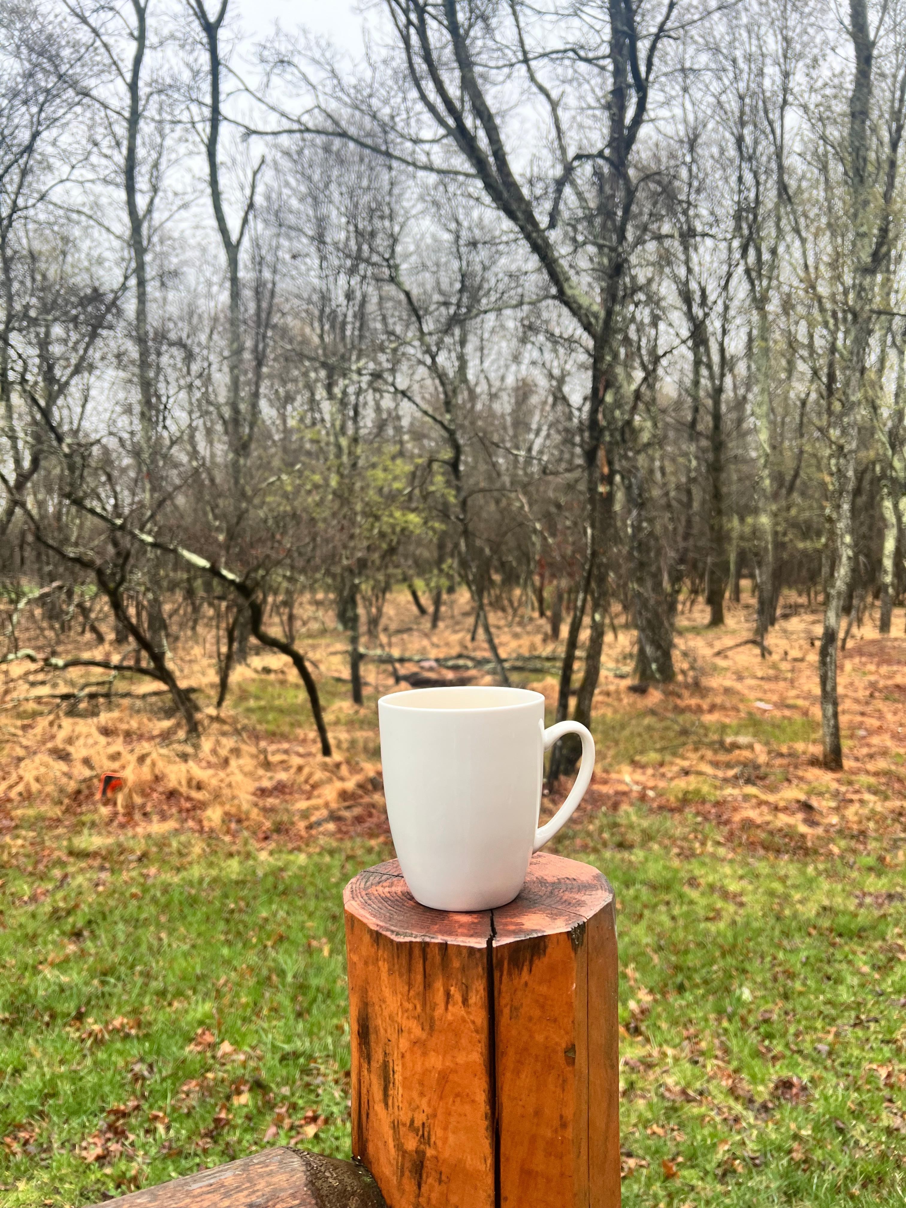 View of the trees from the deck. 